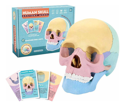 Espécimen Desmontable De Cráneo Humano 4d Ensamblado