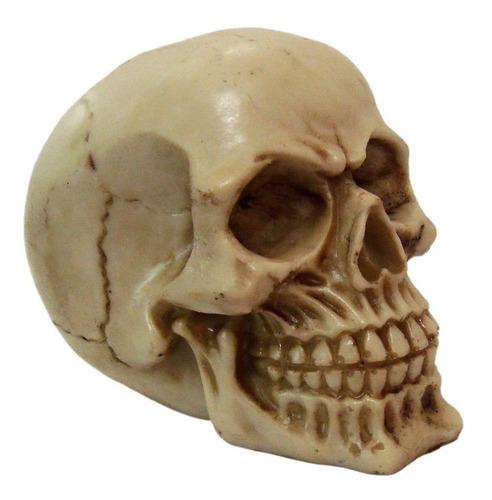 Crânio Caveira Skull Socrates Decorativo Resina