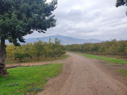 Venta De Campo De Nogales En Hualañé Id 47.567-cam