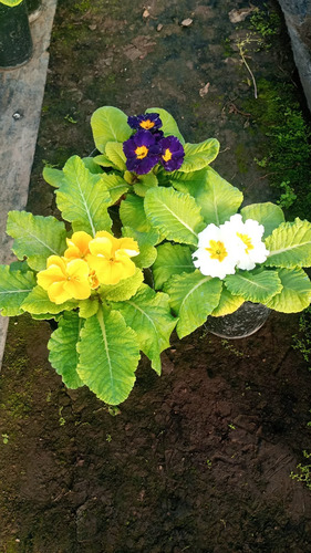 Primula Primavera M12 Cajón X 10 Plantas Varios