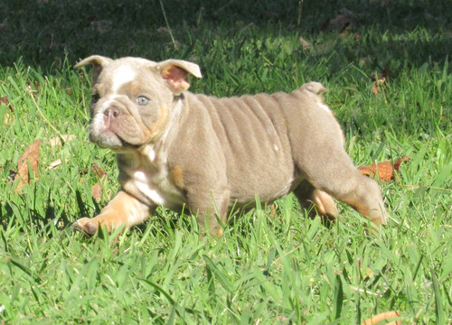 Cachorra Bulldog Ingles Exotica 