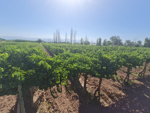 Imagen 8 de 13 de 6,1 Ha Parrales Colonia Segovia