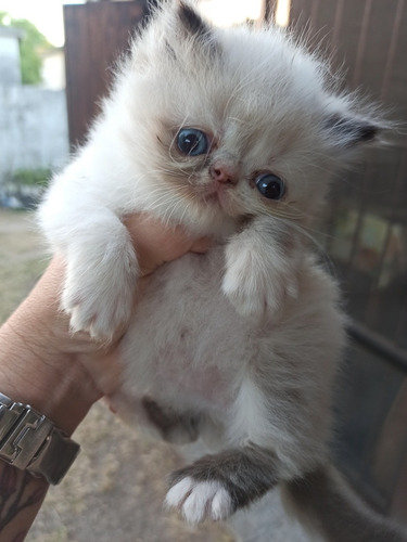 Gato Persa Himalaya Blue Point, Hembra Nacido 29/11