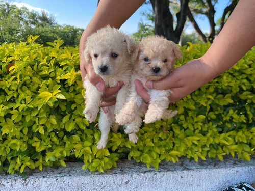 Hermosos Cachorros French Poddle 