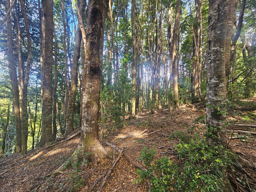 Parcelas En Coñaripe, Rol Propio, Red De Luz Y Agua