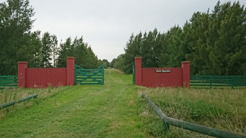 Venta Campo Ganadero Magdalena-pcia De Buenos Aires