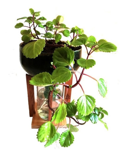 Imagen 1 de 7 de Dolar Little Plant 32 Con Soporte, Maceta Autorregante