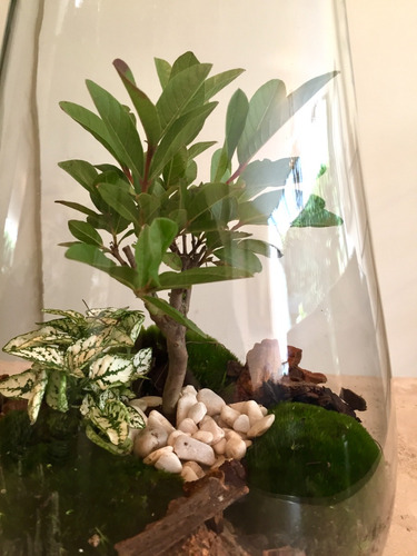 Bonsai Terrario Gota Árbol A Elegir (junípero Ficus Guayabo)