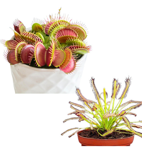 Kit De Siembre Plantas Carnívoras Drosera + Venus 