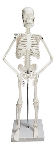 Modelo Anatómico Esqueleto Humano 45 Cm Anatomía Medicina 