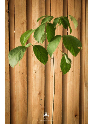 Muda De Ipê Branco Altura De 0,40 Cm A 0,80 Cm
