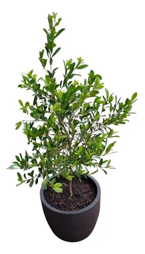 Planta Eugenia De Exterior