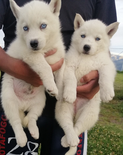 Husky Siberiano Entrega En Todo El Ecuador