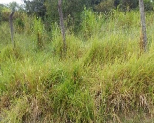 Imagem 3 de 3 de Terreno - Te-23 - 32142519
