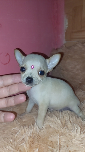 Chihuahua Hembra Bolsillo 