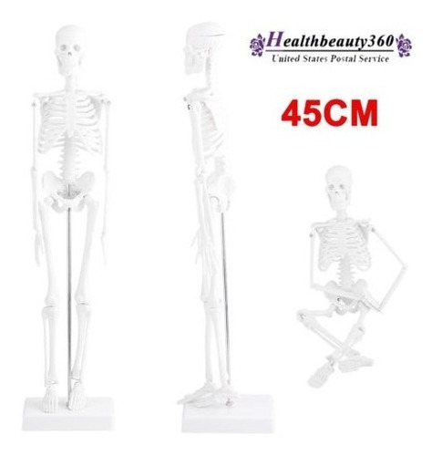 Nueva Enseñanza Humana Anatomía Anatomía Esqueleto Modelo Fl