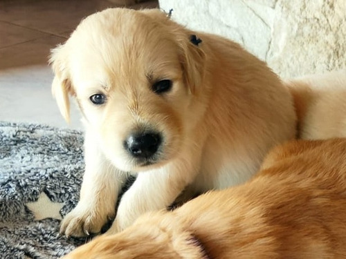 Imagen 1 de 1 de Golden Retriver !!!