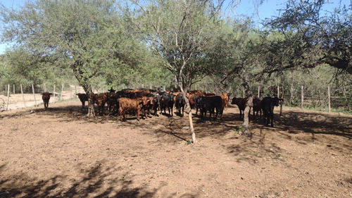 Venta Campo 3200 Hectareas Santiago Del Estero