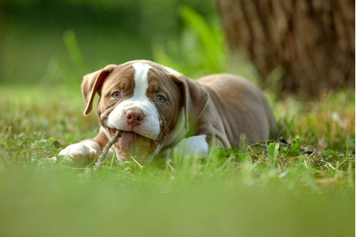 Cachorros En Venta Bully American Medellin Barranquilla