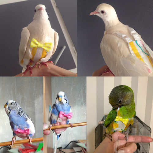 Adecuado Para Loros No Mojarse