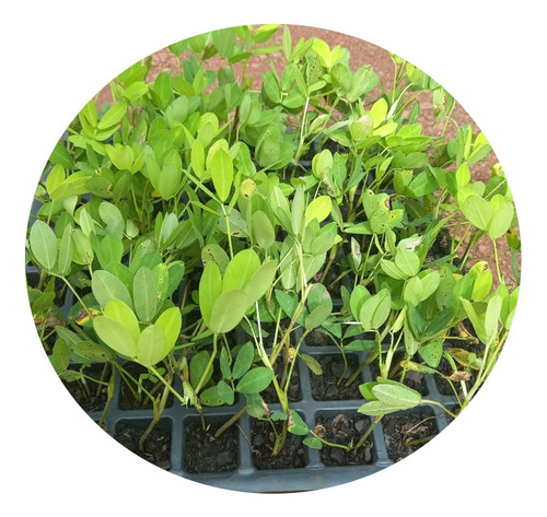 1 Muda De Grama Amendoim Ideal Para Paisagismo Jardins