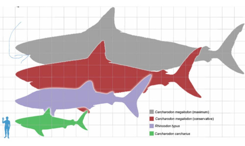 Enorme Diente De Megalodón (tiburón Pregistórico) Item2 Real (Usado)