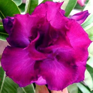 10 Sementes Rosa Do Deserto Tons Roxas Azuladas Frete Gratis