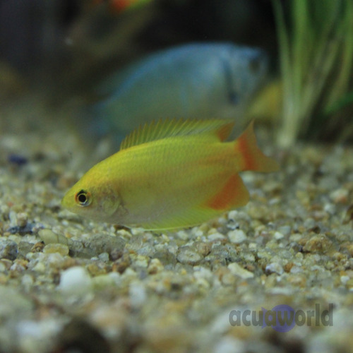 Peces Tropicales O Agua Templada Colisa Miel