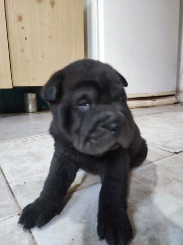 Cachorros Sharpei