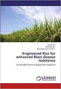 Engineered Rice For Enhanced Blast Disease Resistance A Clea
