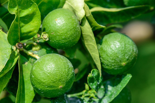 Arbol De Limon Criollo, Mas Semillas