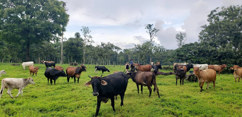 Imagen 10 de 10 de Excelente Finca, Lo Que Busca , Agrícola, Ganadera, Bosque