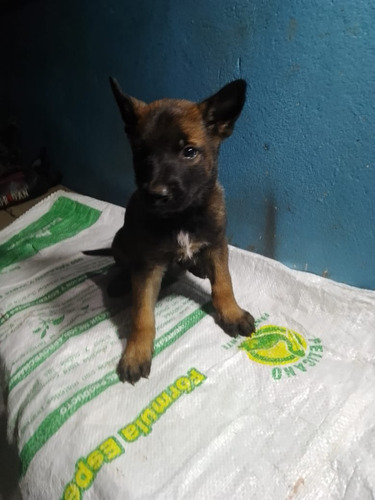 Pastores Belga Malinois Linea De Trabajo