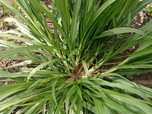 50kg Semilla Pasto Cuba22 Doble Proposito