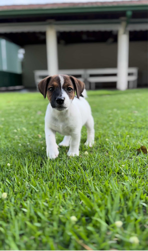 Filhotes De Jack Russell Terrier