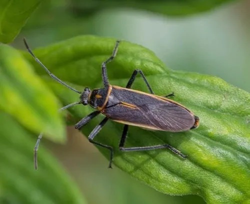 Imagen 5 de 6 de Insecticida Para Plagas En Jardin