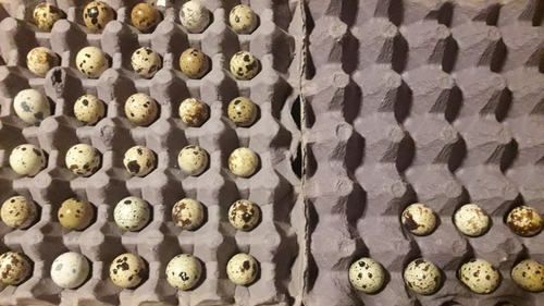 Imagen 1 de 2 de Huevos Fertiles De Codorniz Japonesa. Albina. Y Faraona