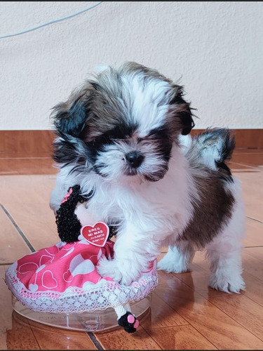 Shih Tzu, Entrega En Todas Las Provincias 