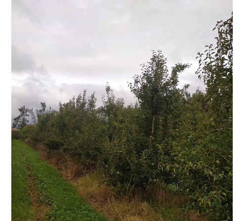 Imagen 9 de 12 de Vendo Linda Chacra Para Vivienda Permante Con Frutales Riego, Financio 50 %!!!!!!