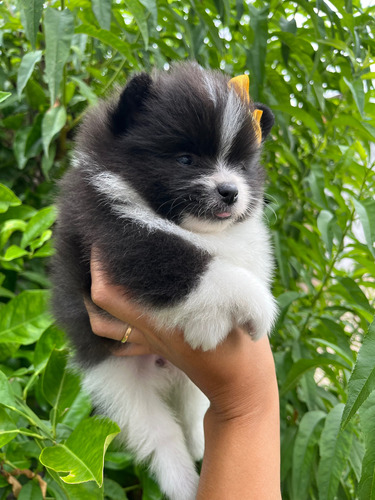 Spitz Alemão Ou Lulu Da Pomerania Fêmea