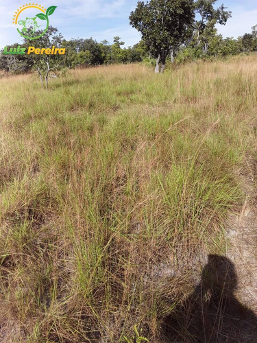 Imagem 3 de 14 de Fazenda À Venda Em São Valério - To - De 130 Alqueirões (dupla Aptidão) - 1791