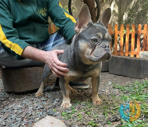 Bulldog Francés Servicio De Stud  Liac Tan