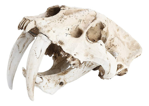 Fdit Simulación Cráneo Modelo Resina Animal Tigre Cráneo Dec