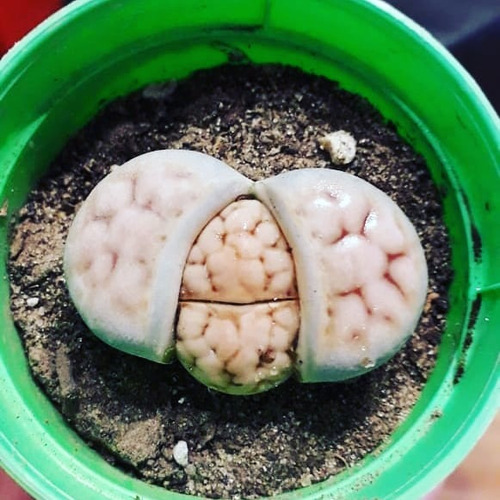 Combo Lithops - Venus Atrapamoscas. Envío Muy Económico! 