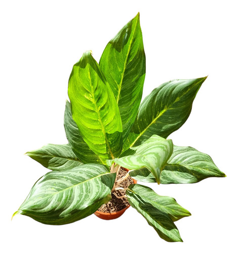 Aglaonema Crispum
