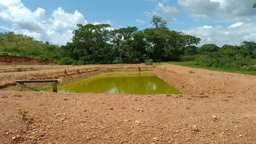 Imagen 6 de 14 de 12997 Katherine Castillo 0412-8567234 Venta Finca Ojo De Agua Via Acarigua