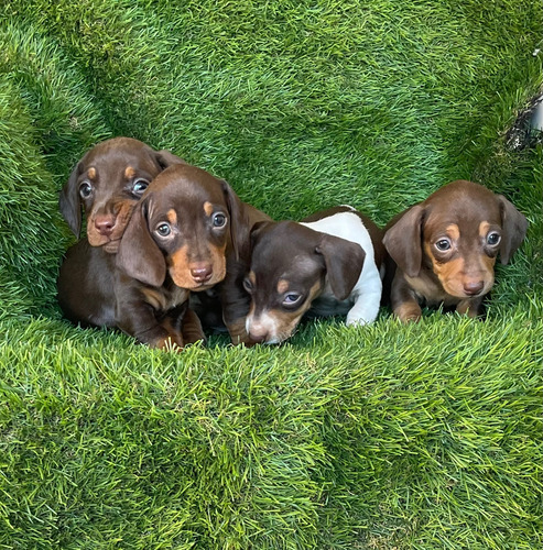 Hermosos Salchichas Mini Chocolate