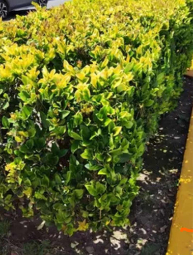 Oleas Texanas Cerco Vivo Somos Productores