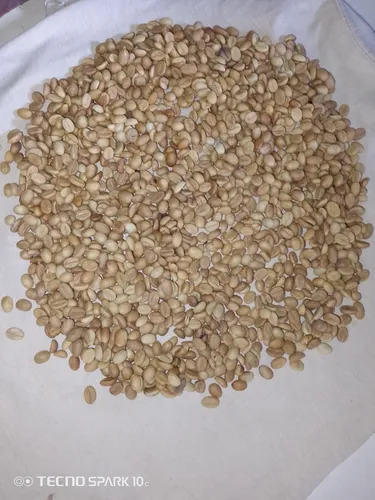 Semillas De Café Caturra