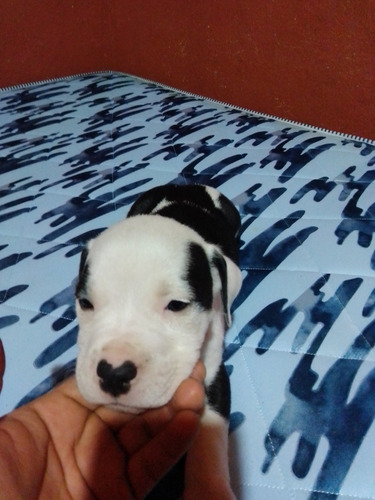 Perritos De Raza Pitbull Se Darán A 600 Cada Uno